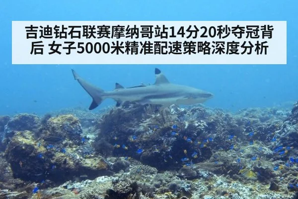 吉迪钻石联赛摩纳哥站14分20秒夺冠背后 女子5000米精准配速策略深度分析